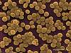 staphylococcus's Avatar