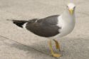 seagull's Avatar