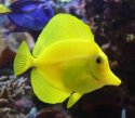 YellowTang's Avatar