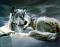 gr3ywolf's Avatar